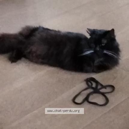 Photo de chat perdu à Neuville En Ferrain