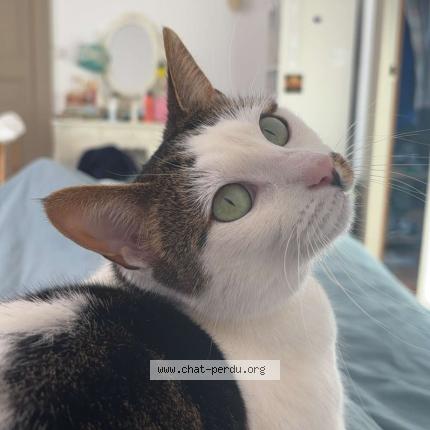 Photo 1/1 Nora Chat perdu à Beaugency