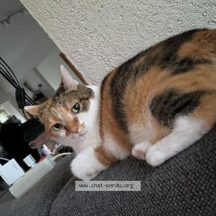 Photo de chat perdu à Athies Sous Laon