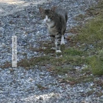 Photo 1/1 Chat trouvé Trouvé à Martinsburg