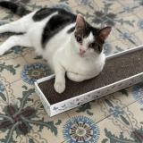 Photo de chat perdu à Houilles