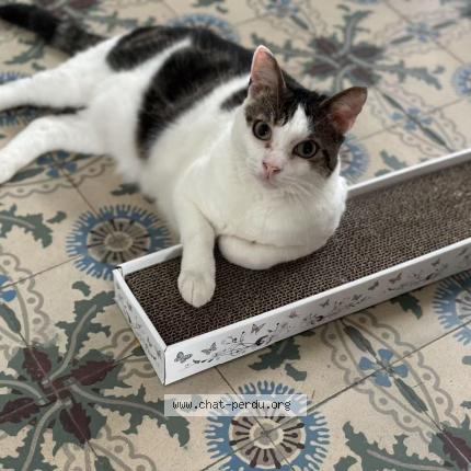 Photo 1/1 Chat retrouvé Perdu à Houilles