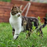 Photo de chat perdu à Elancourt