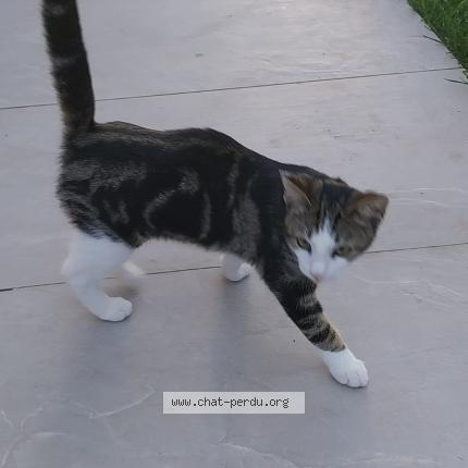 Photo 1/1 Fripouille Chat perdu à Feneu