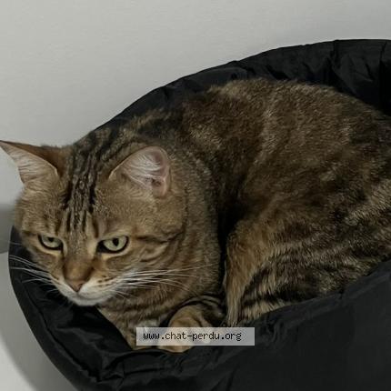 Photo de chat perdu à Poleymieux Au Mont D Or