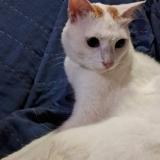 Photo de chat perdu à Margao