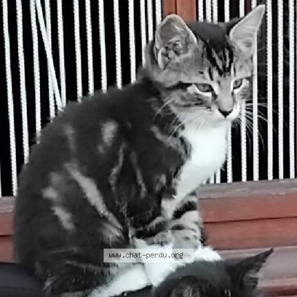 Photo de chat perdu à Saint Die Des Vosges