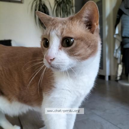 Photo de chat perdu à Les Herbiers
