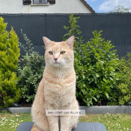 Photo 1/1 Pepsi Chat perdu à St arnoult en yvelines