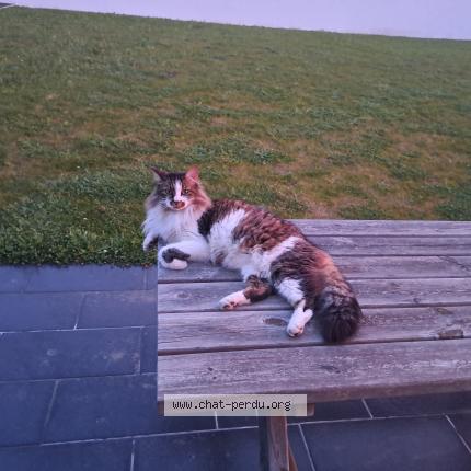 Photo de chat perdu à Pont L Abbe