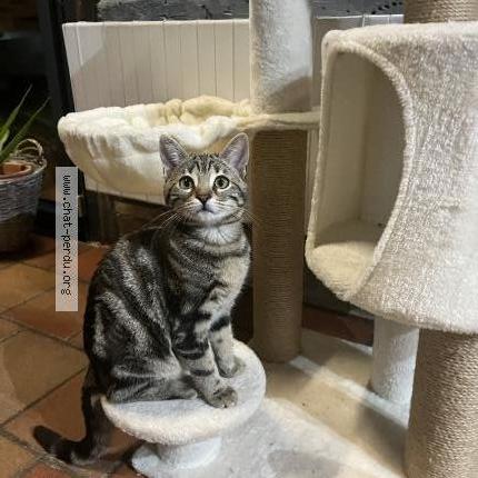 Photo de chat perdu à Jandun