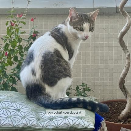 Photo de chat perdu à La Ciotat