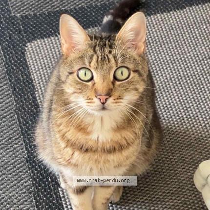 Photo 1/1 Chat retrouvé Perdu à Dijon