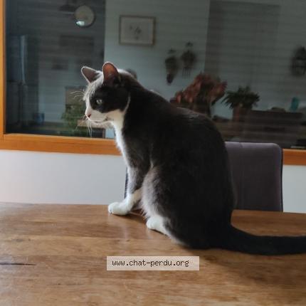 Photo de chat perdu à Trebeurden