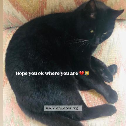 Photo 2/4 Zebulon Chat perdu à Meudon