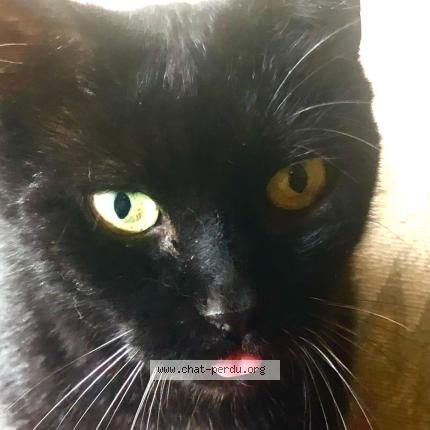 Photo 3/4 Zebulon Chat perdu à Meudon