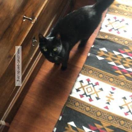 Photo 4/4 Zebulon Chat perdu à Meudon