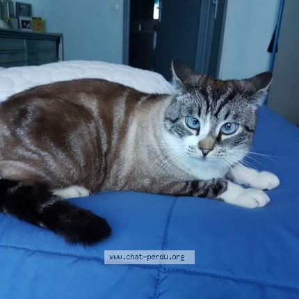 Photo 1/1 Tinou Chat perdu à Pegomas
