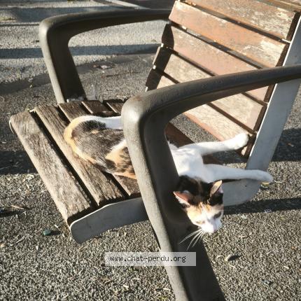 Photo 1/1 Ariel Chat perdu à Nice