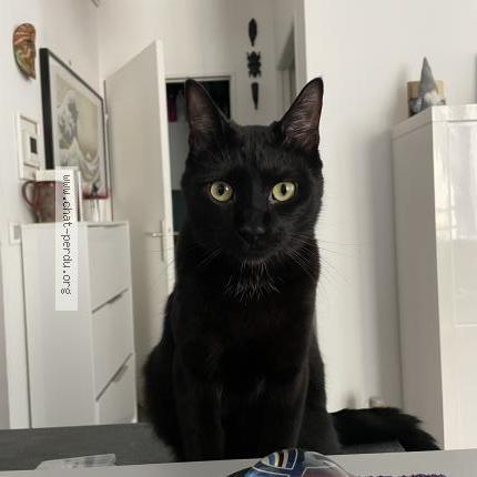 Photo de chat perdu à La Garde
