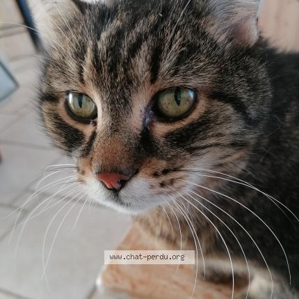 Photo de chat perdu à Blace