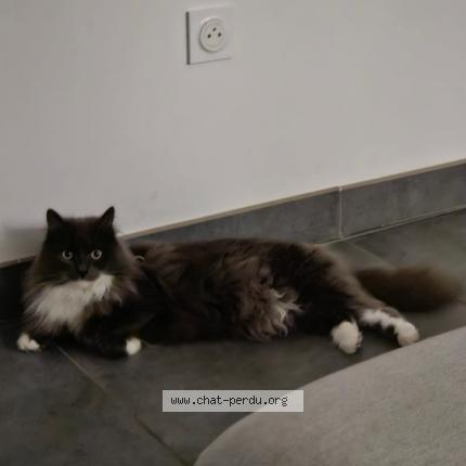 Photo 1/1 Chat retrouvé Perdu à St sylvain d anjou