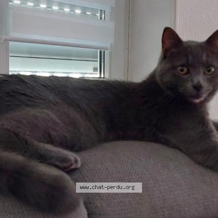 Photo 1/1 Pipou Chat perdu à Strasbourg