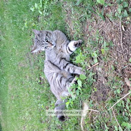 Photo 1/1 Willy Chat perdu à Hanvoile