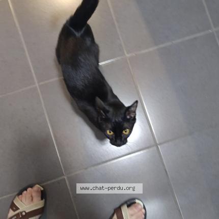 Photo 1/1 Chat retrouvé Perdu à Bischheim