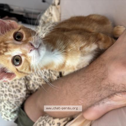 Photo 1/1 Lulu Chat perdu à Agen