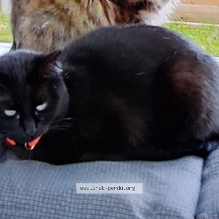 Photo 1/1 Bella Chat perdu à Marcoussis