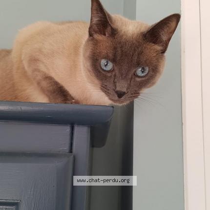 Photo de chat perdu à La Rochelle