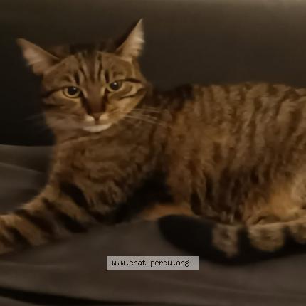 Photo 1/1 Praline Chat perdu à Haguenau