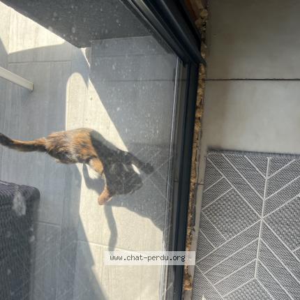 Photo 1/1 Chat retrouvé Perdu à Montelimar