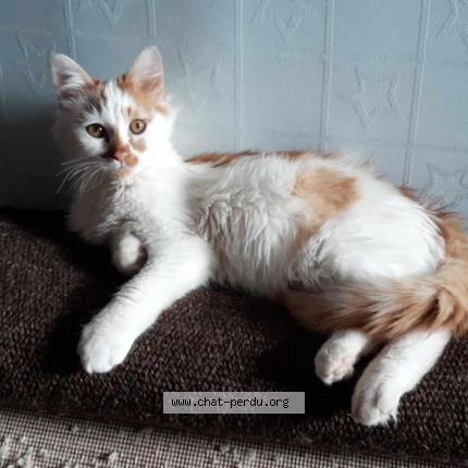 Photo 1/1 TIMINET Chat perdu à Lascelle