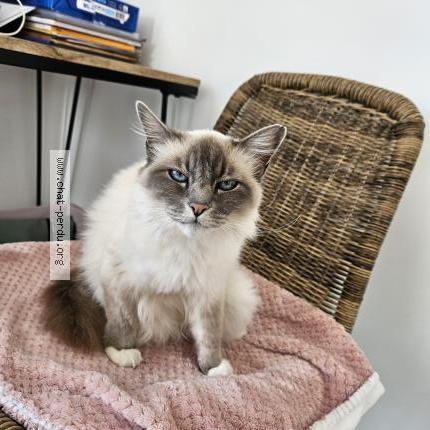 Photo de chat perdu à Le Girouard
