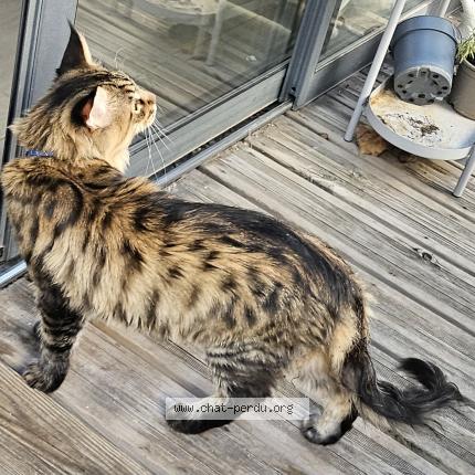 Photo 1/1 Chat retrouvé Perdu à Marseille