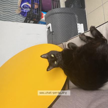 Photo 1/1 Mokat Chat perdu à Strasbourg