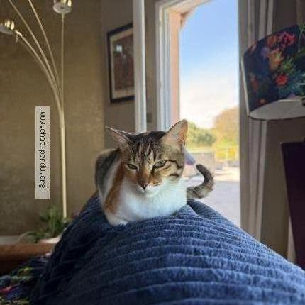 Photo de chat perdu à Pujaudran
