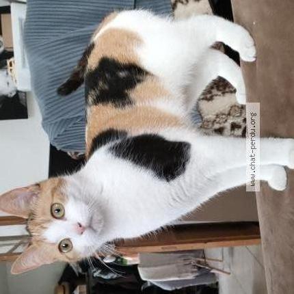 Photo 1/1 Stella Chat perdu à Boisset les prevanches