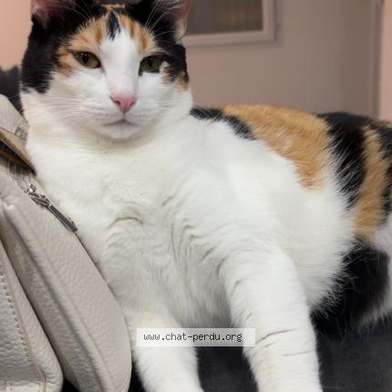 Photo de chat perdu à La Murette