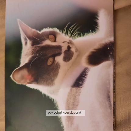 Photo de chat perdu à Marcy L Etoile