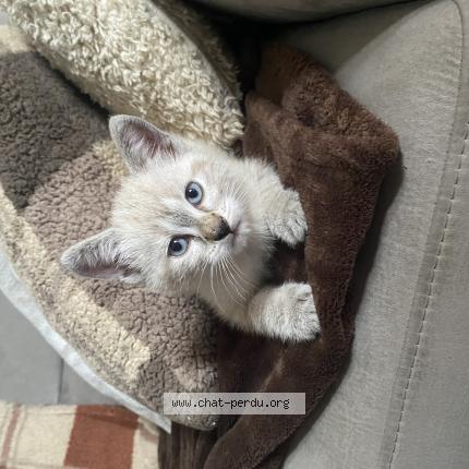 Photo 1/1 Alun Chat perdu à Saint germain la blanche herbe