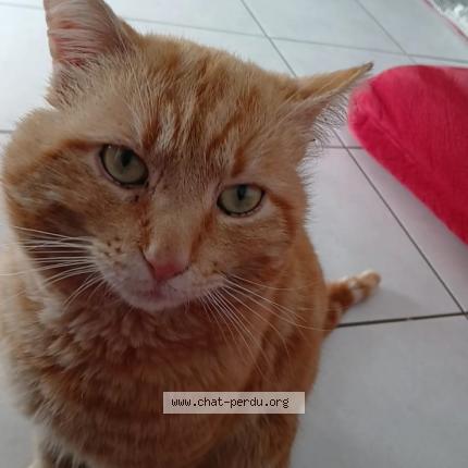 Photo 1/4 Memew Chat perdu à Villeurbanne