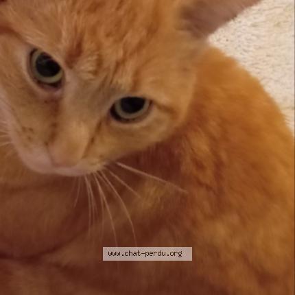 Photo 3/4 Memew Chat perdu à Villeurbanne