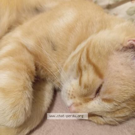 Photo 4/4 Memew Chat perdu à Villeurbanne