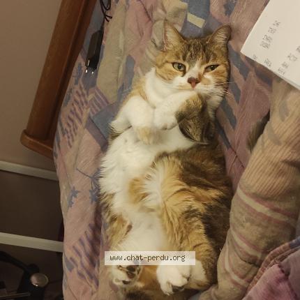 Photo 1/1 Bali Chat perdu à 38380 st laurent du pont