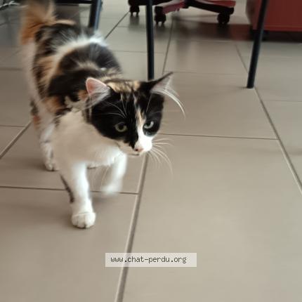 Photo de chat trouvé à Pouzolles
