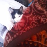 Photo de chat perdu à Rosenthal