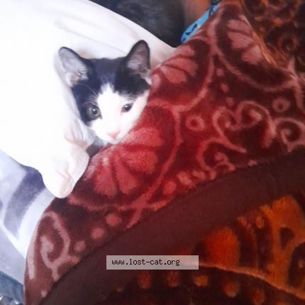 Photo 1/1 Milo Chat perdu à Rosenthal